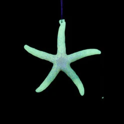 Kurt Adler Glow In The Dark Pink Starfish Ornament -Christmas Loft Shop 013756B 1 66395.1758212798