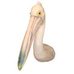 Cody Foster Australian Pelican Wall Mount