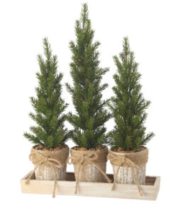 Triple Potted Pine Seedling Tray